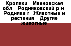 Кролики - Ивановская обл., Родниковский р-н, Родники г. Животные и растения » Другие животные   